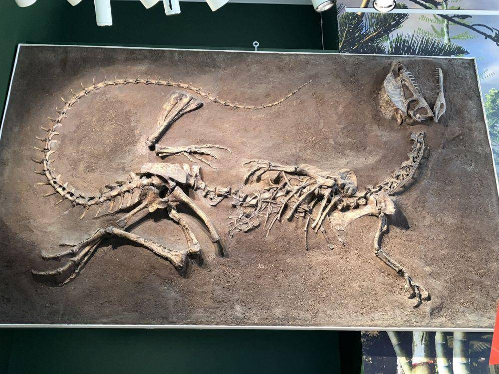 fosil Dilophosaurus (twitter.com/PaleoMike716)