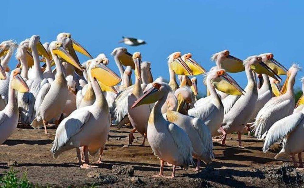 Djoudj National Bird Sanctuary (instagram.com/destination.impact)
