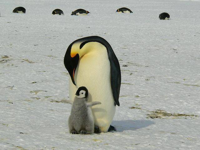 sepasang induk dan anak dari penguin kaisar (pixabay.com/MemoryCatcher)