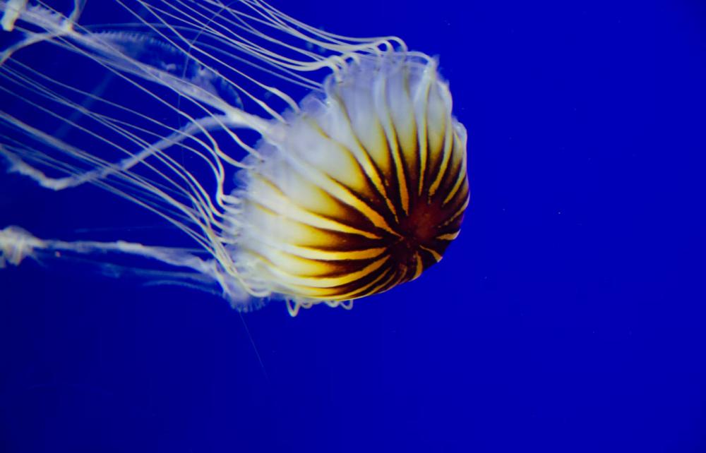 5 Fakta Unik Invertebrata, Hewan Tanpa Tulang Belakang