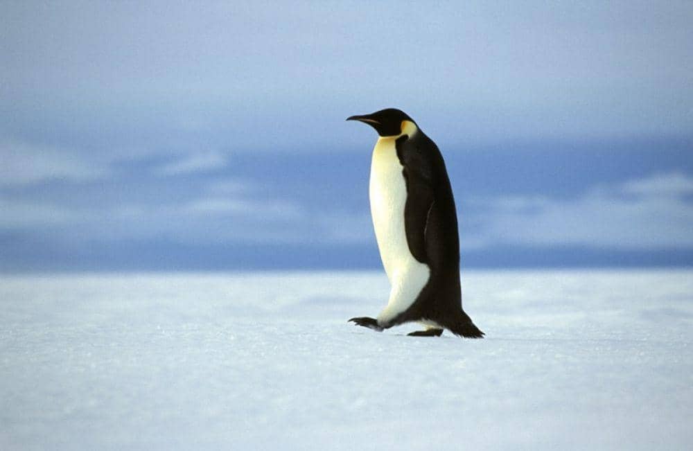 Seekor penguin kaisar sedang berjalan di tengah hamparan es. (oceanwide-expeditions.com)