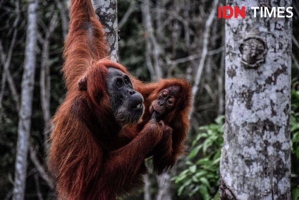 7 Primata yang Hidup di Hutan Sumatra Utara, Yuk Kenali Keunikannya