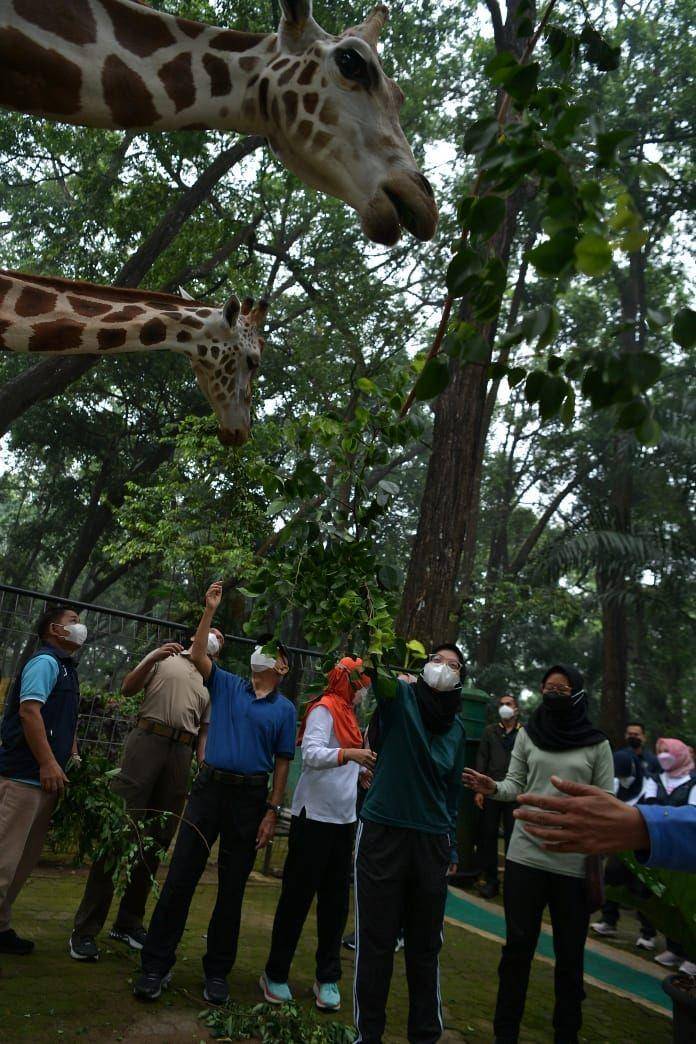 Wapres Ma'ruf Amin mengunjungi Kebun Binatang Ragunan (dok. Sekretariat Wapres)