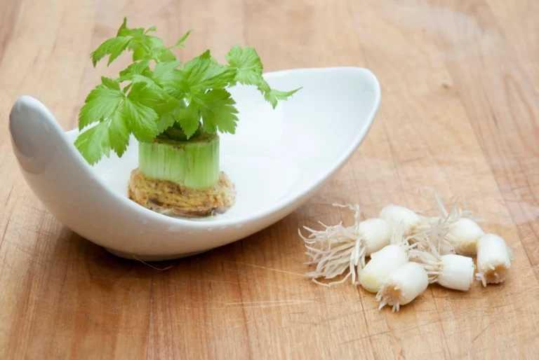 7 Tips Re-Grow Sisa Sayuran dengan Media Tanam Seadanya