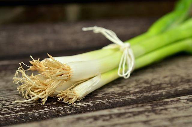 Ilustrasi bawang daun (Pixabay.com/congerdesign)