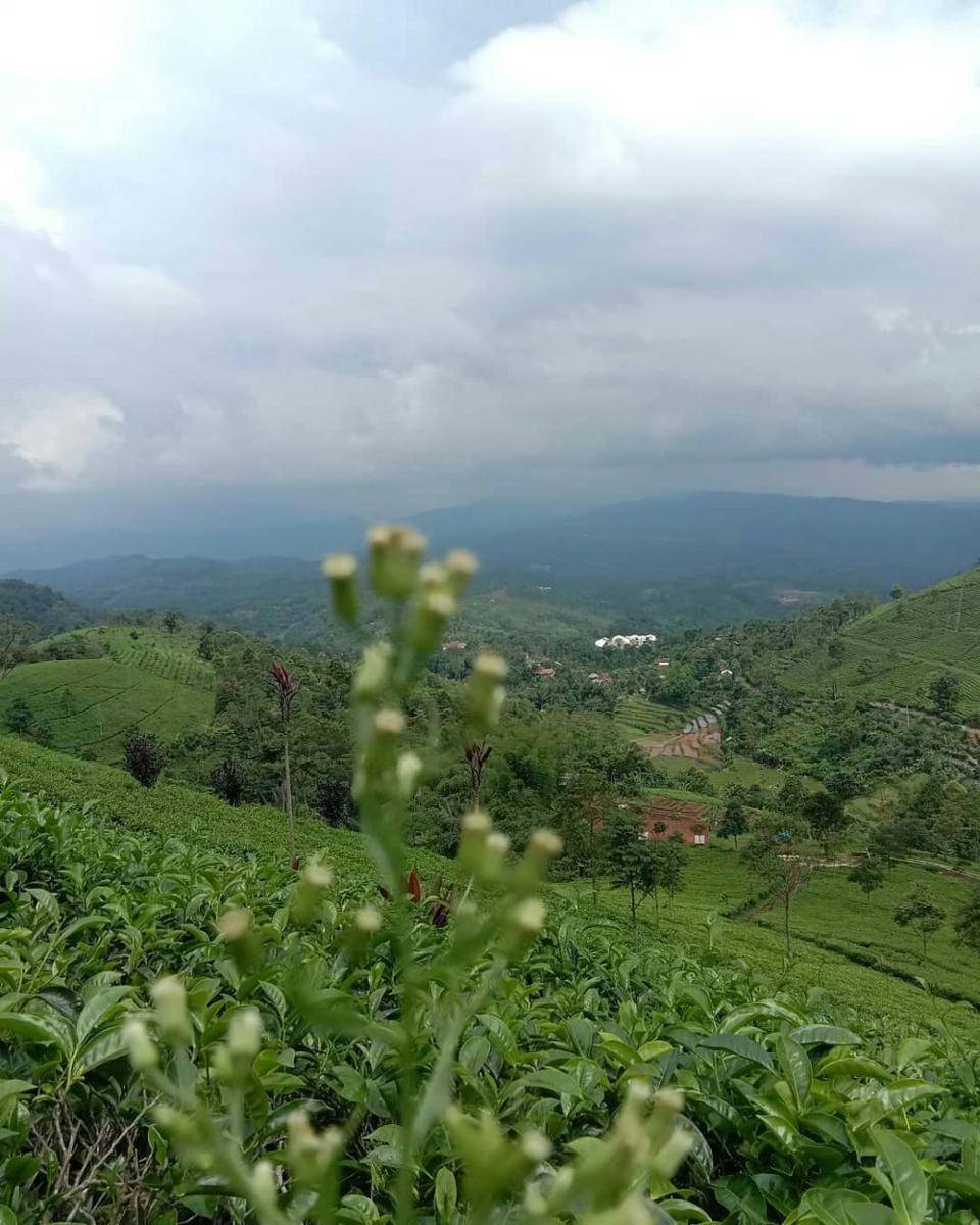 Kebun Teh Cipasung Lemahsugih Majalengka (instagram.com/ryanriyanto26)