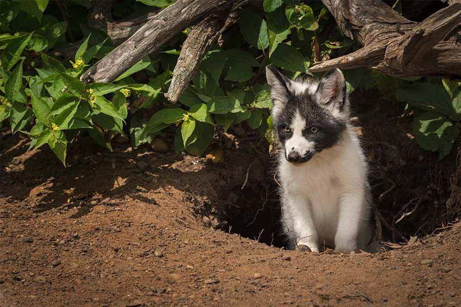 potret canadian marble fox (insurdinary.ca)