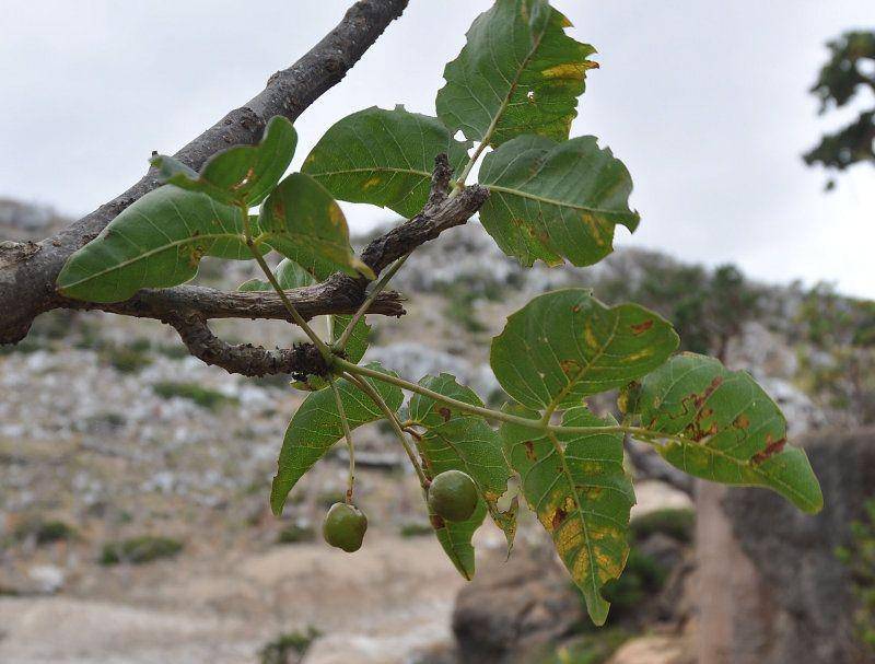 ilustrasi Commiphora ornifolia (earth.com)