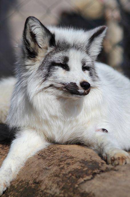 potret marble fox (twitter.com/AkilahObviousl)