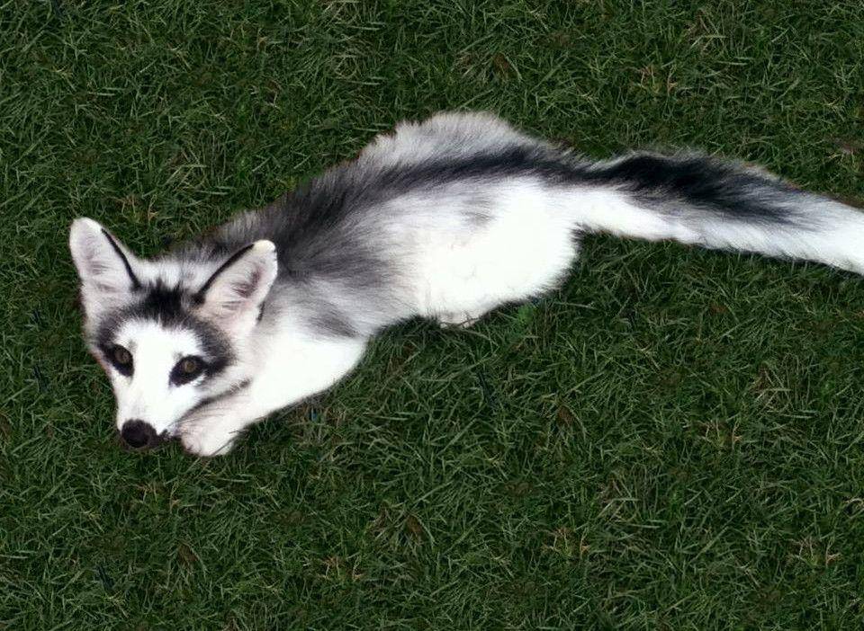 potret canadian marble fox (twitter.com/FJWolfgang)