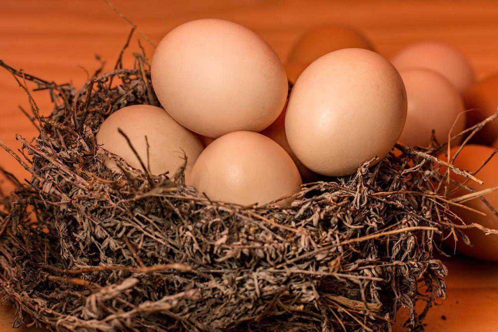Telur segar (pixabay.com/stevepb)