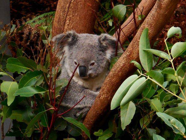 gambar koala (pexels.com/Pixabay)