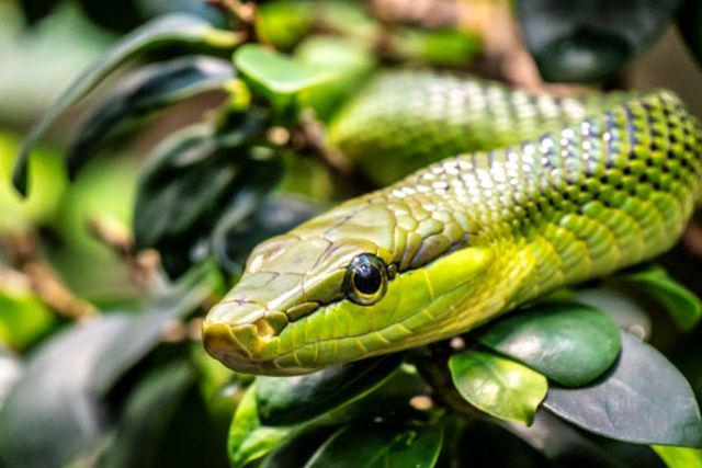 5 Hewan Paling Pelupa di Dunia, Pikunnya Bukan Main!
