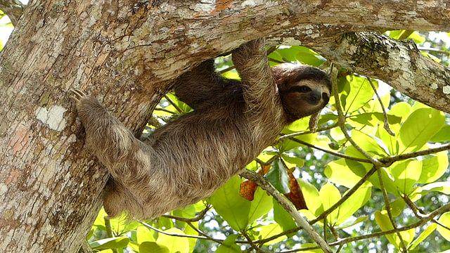 gambar sloth (unsplash.com/Javier Mazzeo)