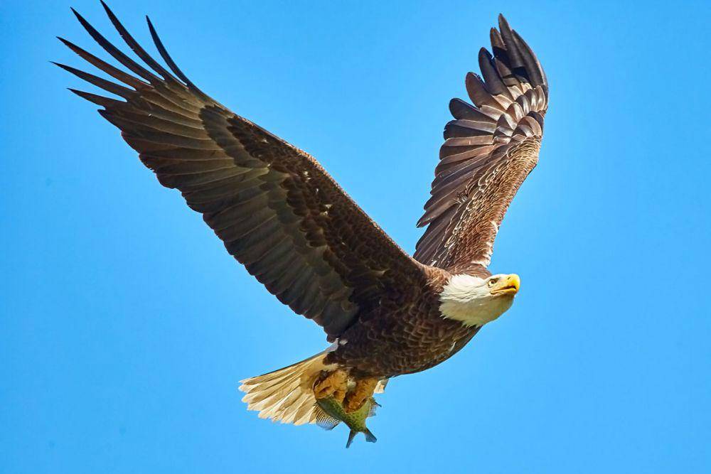 Ilustrasi burung rajawali. (unsplash.com/Mathew Schwartz)