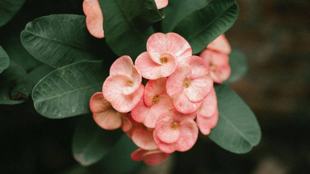 Ilustrasi euphorbia (pexels.com/AdonisArias)
