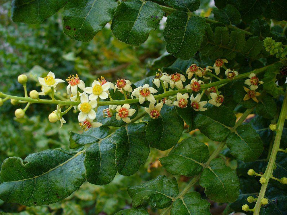 ilustrasi Boswellia sacra (commons.wikimedia.org)