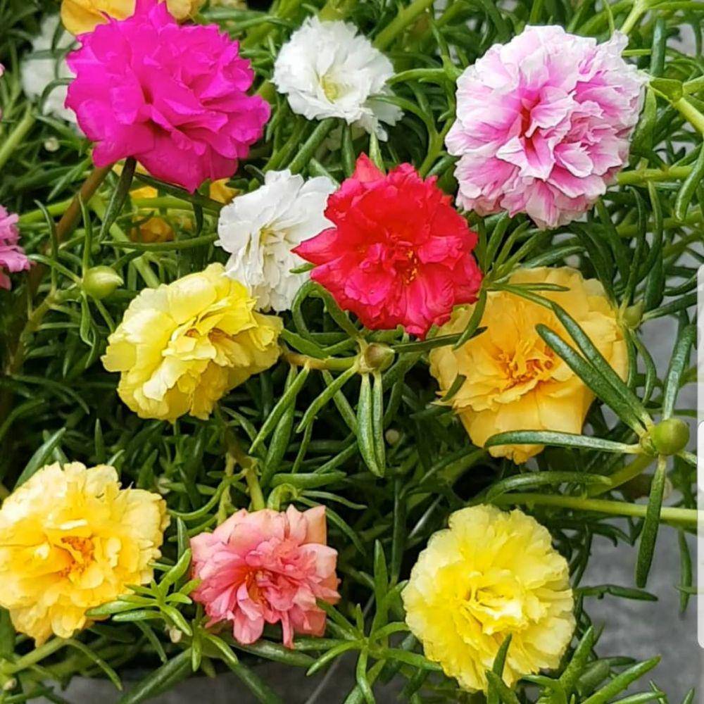 Bunga krokot bunga (instagram.com/portulacakrokot)