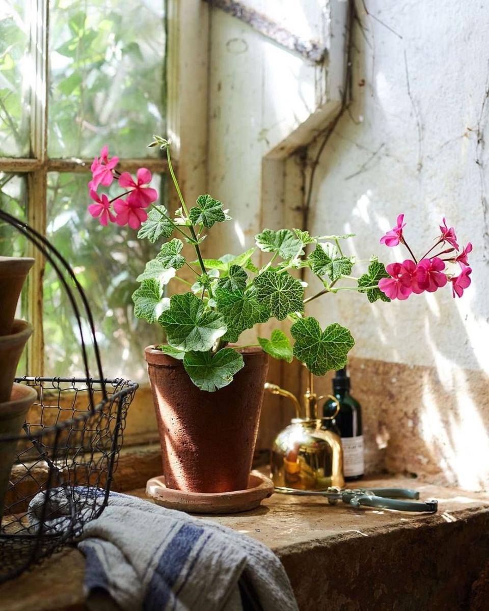 Bunga geranium (instagram.com/walterpinestudio)
