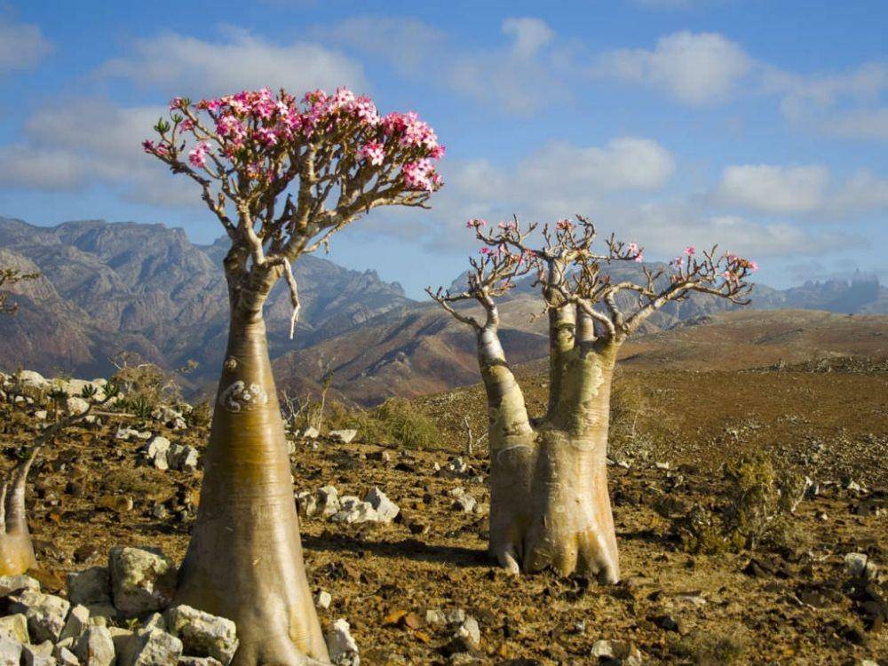 ilustrasi Adenium obesum var socotranum (worldofsucculents.com)