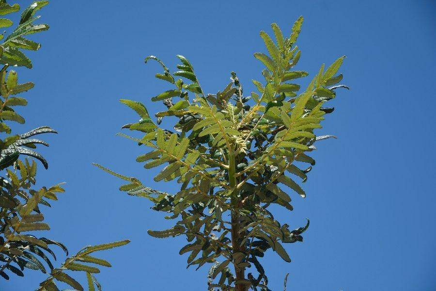 ilustrasi Boswellia ameero (earth.com)