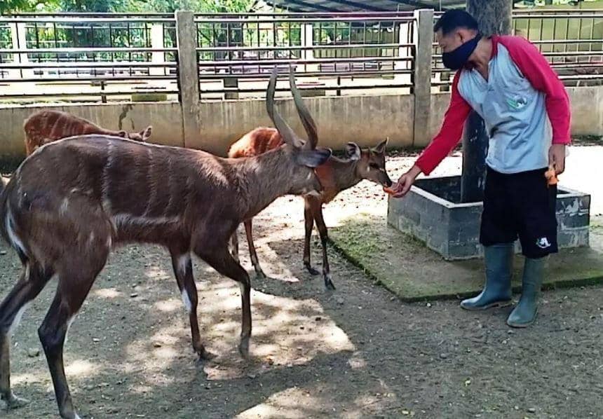 Ilustrasi memberi makan rusa (instagram.com/jurugsolozoo)