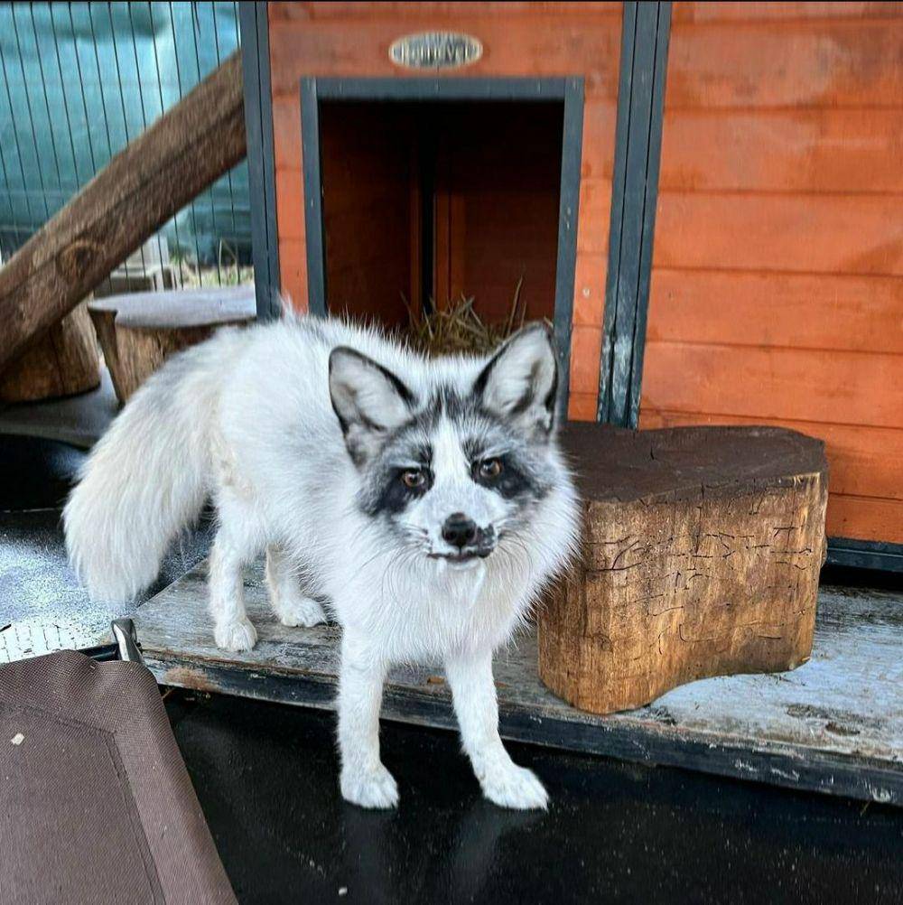 potret marble fox (instagram.com/napkinsthefox)