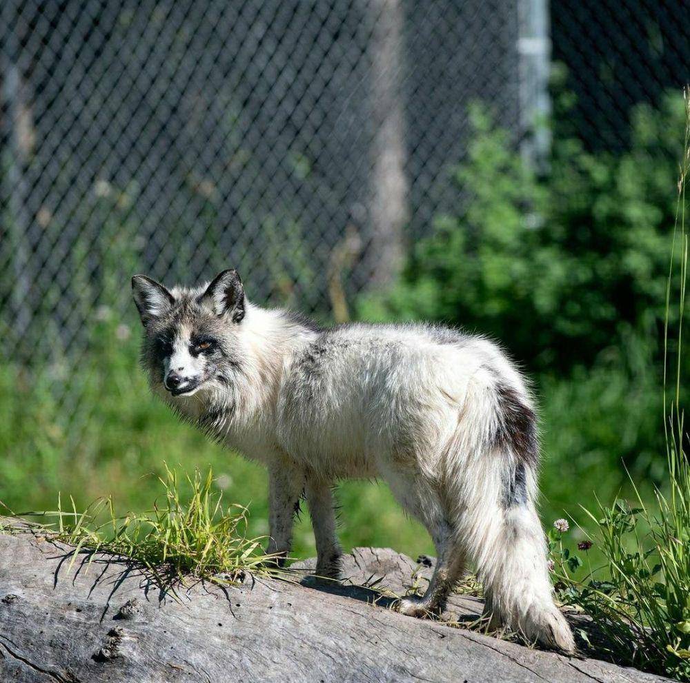 potret marble fox (instagram.com/bcwildlifepark)