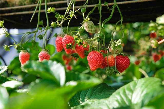ilustrasi tanaman strawberry (unsplash.com/Henry & Co.)