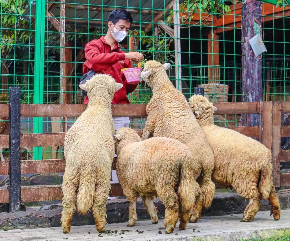 potret The Farm Pancawati (instagram.com/thefarmpancawati)