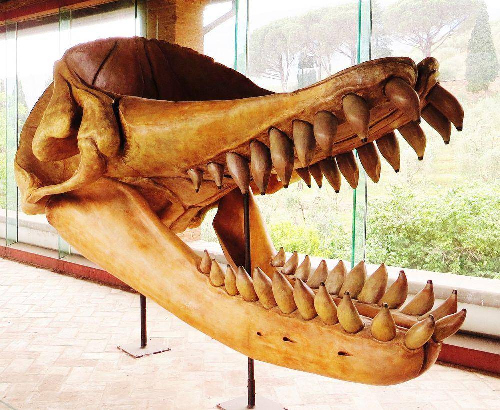 ilustrasi tengkorak Leviathan melvillei (commons.wikimedia.org)