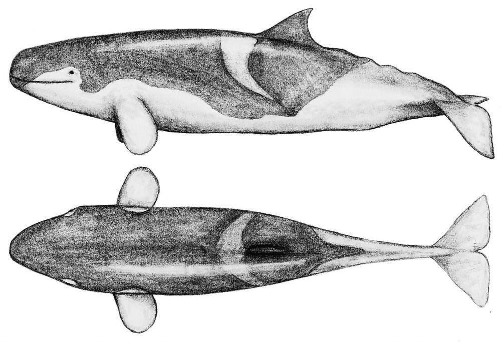 ilustrasi Leviathan melvillei (commons.wikimedia.org)