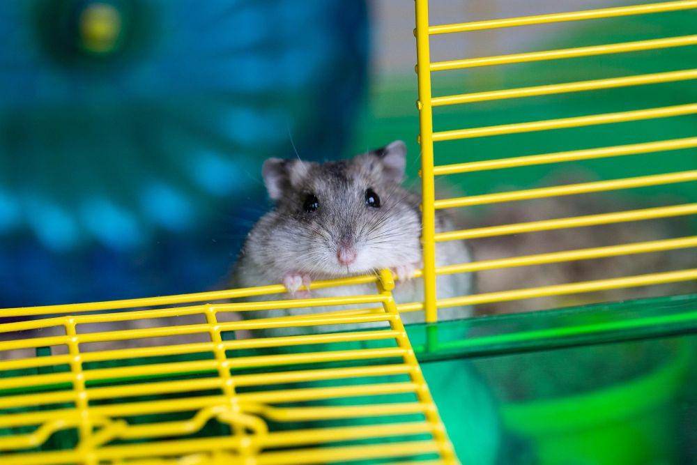 ilustrasi hamster di dalam kandang (pixabay.com/Cparks)