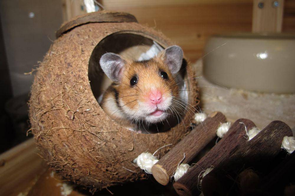 ilustrasi rumah hamster (pixabay.com/kirahoffmann)