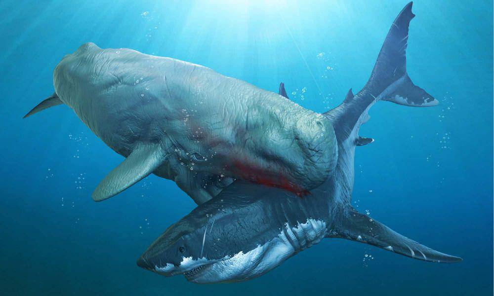 ilustrasi Leviathan menggigit Megalodon ( a-z-animals.com)