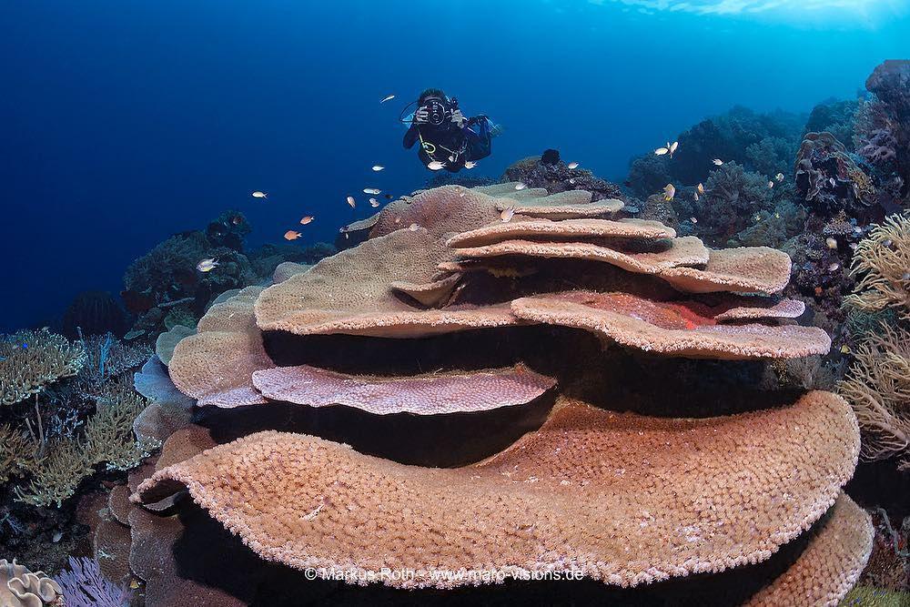 9 Spot Snorkeling Indah di Maluku, Bawah Lautnya Memukau
