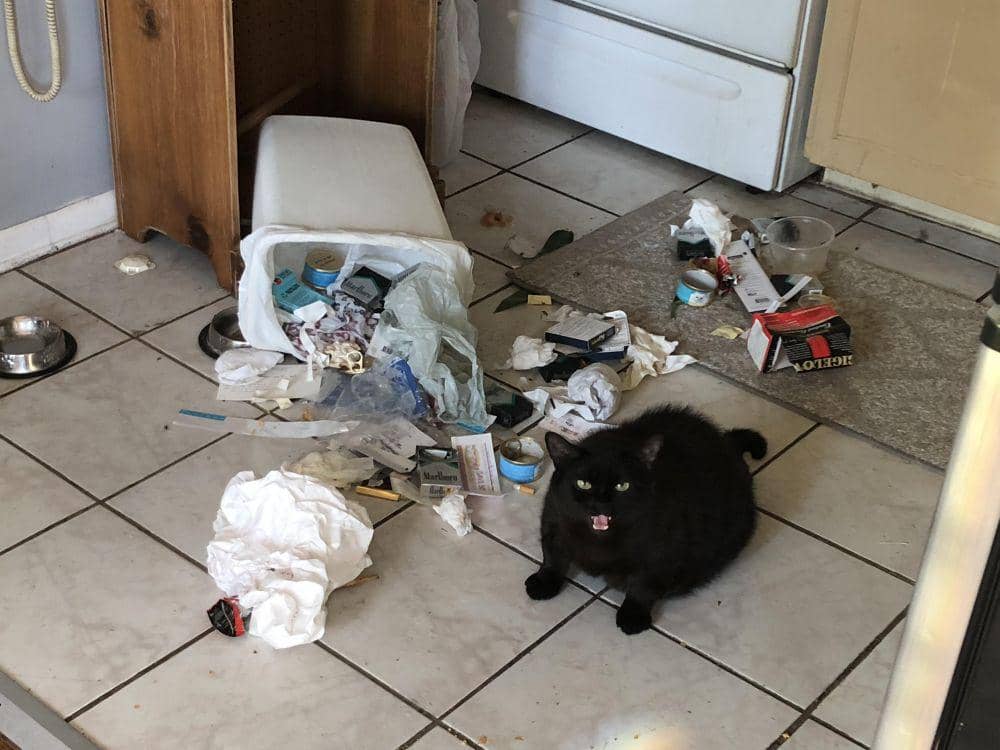 potret hewan tidak peduli dengan sekitar (reddit.com/user/pickles-and-mayo)