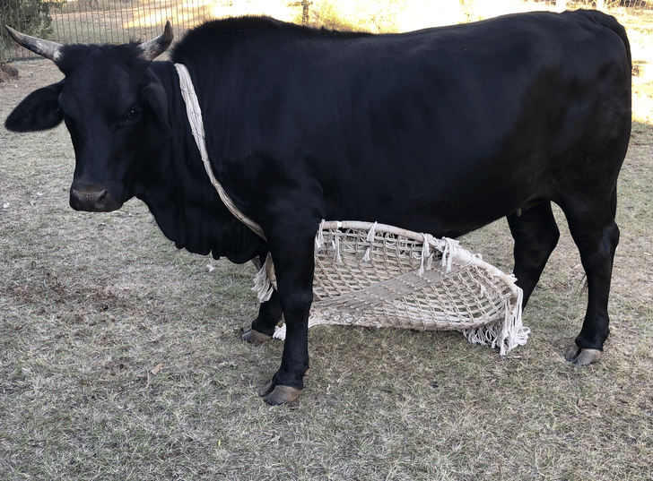 potret hewan tidak peduli dengan sekitar (reddit.com/user/coffeetime20cups)