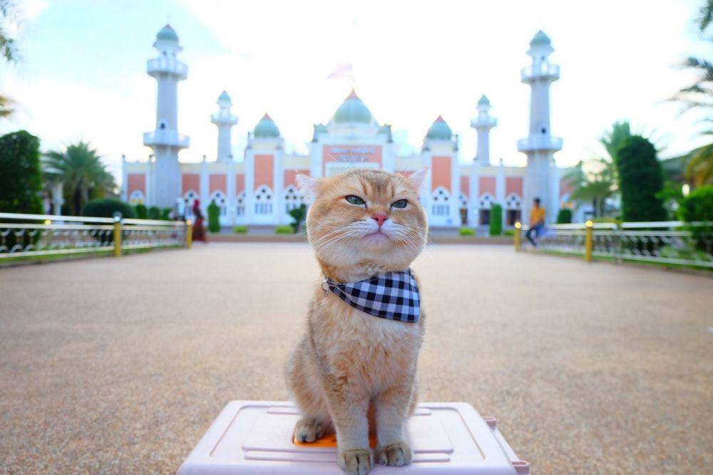 potret kucing di Pattani Central Mosque (facebook.com/Edward10516)