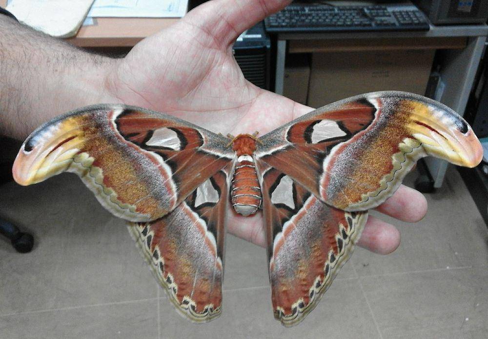 perbandingan ukuran Attacus Atlas dengan telapak tangan manusia (commons.wikimedia.org/Maghdp)