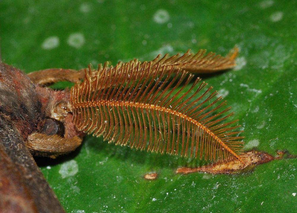 potret antena kupu-kupu Attacus Atlas (commons.wikimedia.org/Quartl)