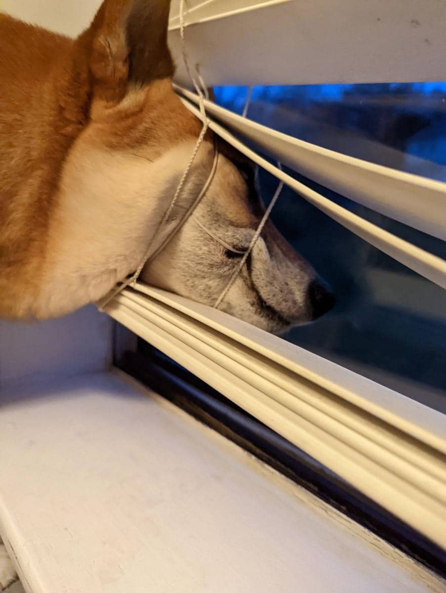 potret hewan tidak peduli dengan sekitar (reddit.com/user/Sacredecho)