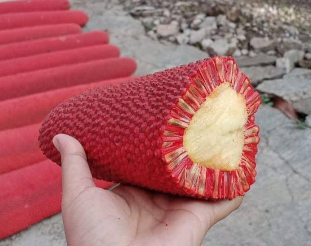 buah merah (instagram.com/fitri_ufie)