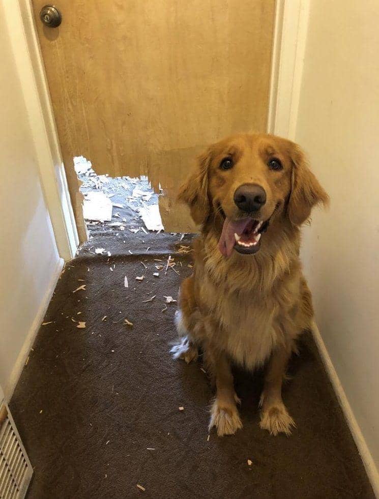 potret hewan tidak peduli dengan sekitar (reddit.com/user/slg9311)