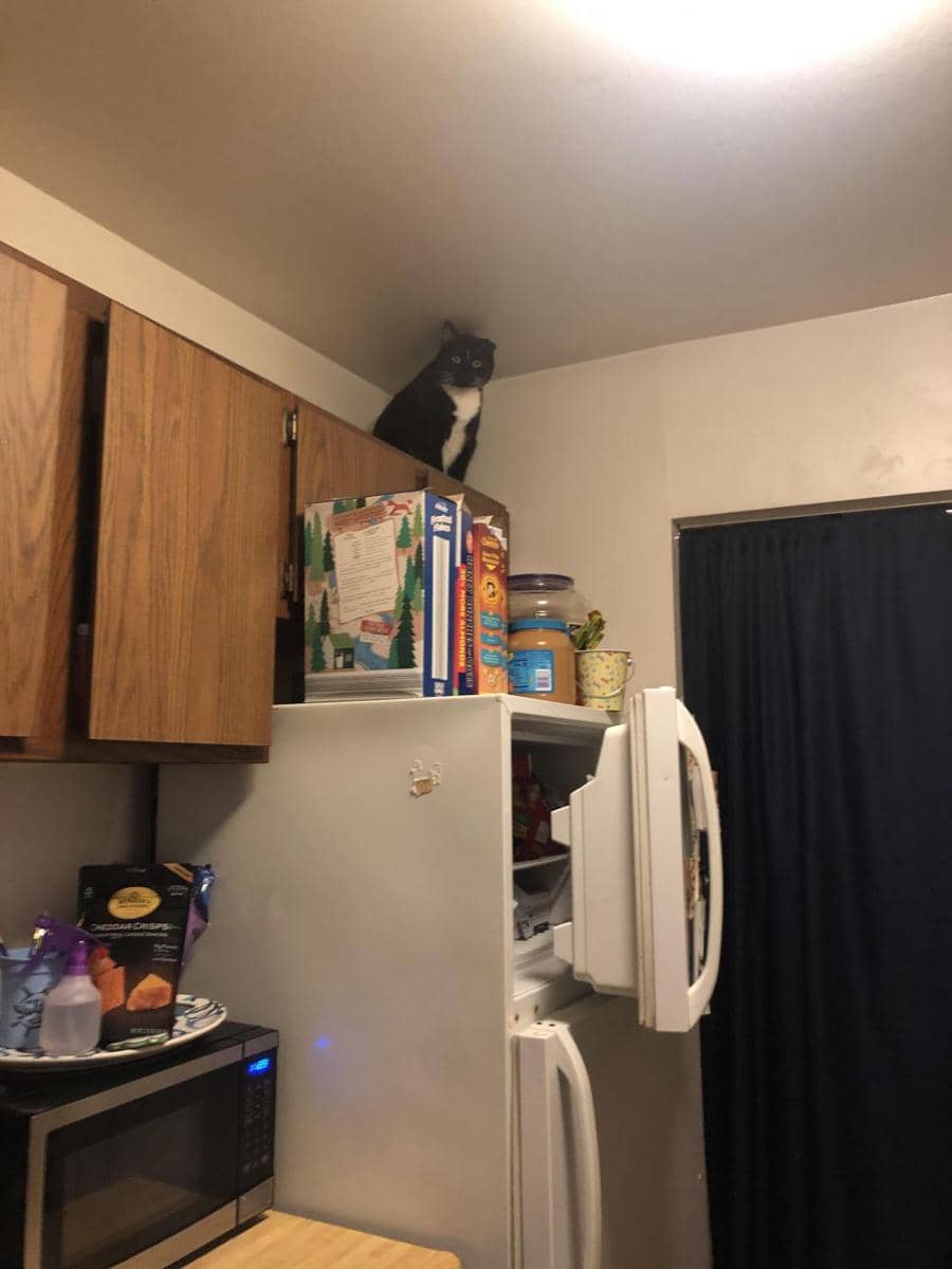 potret hewan tidak peduli dengan sekitar (reddit.com/user/missv819)