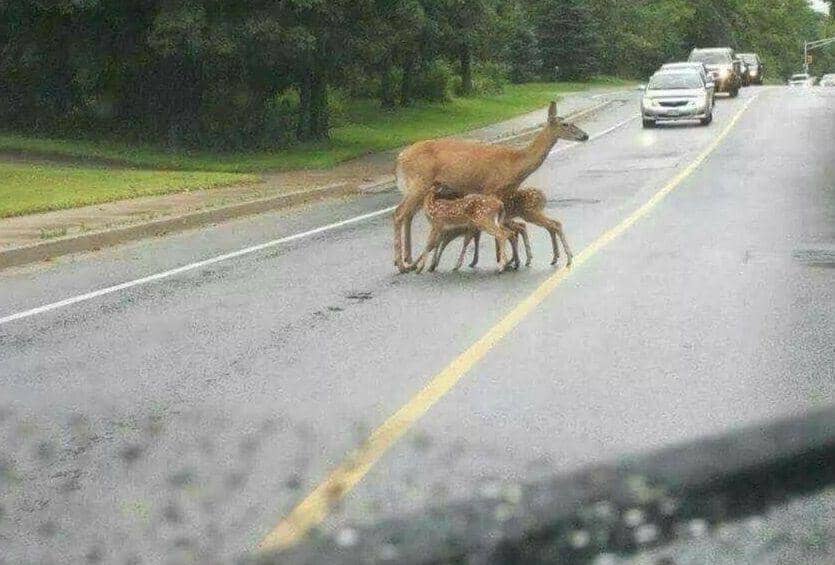 10 Kelakuan Hewan yang Bodo Amat dengan Sekitar, Gemas, ih!