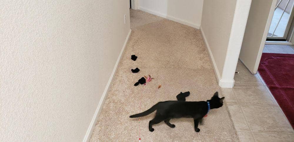 potret hewan tidak peduli dengan sekitar (reddit.com/user/JstABit5150)