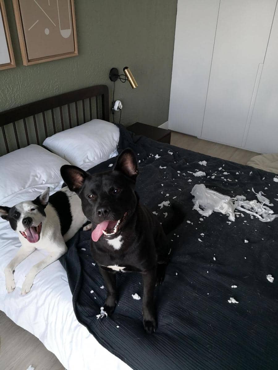 potret hewan tidak peduli dengan sekitar (reddit.com/user/TheTuf)