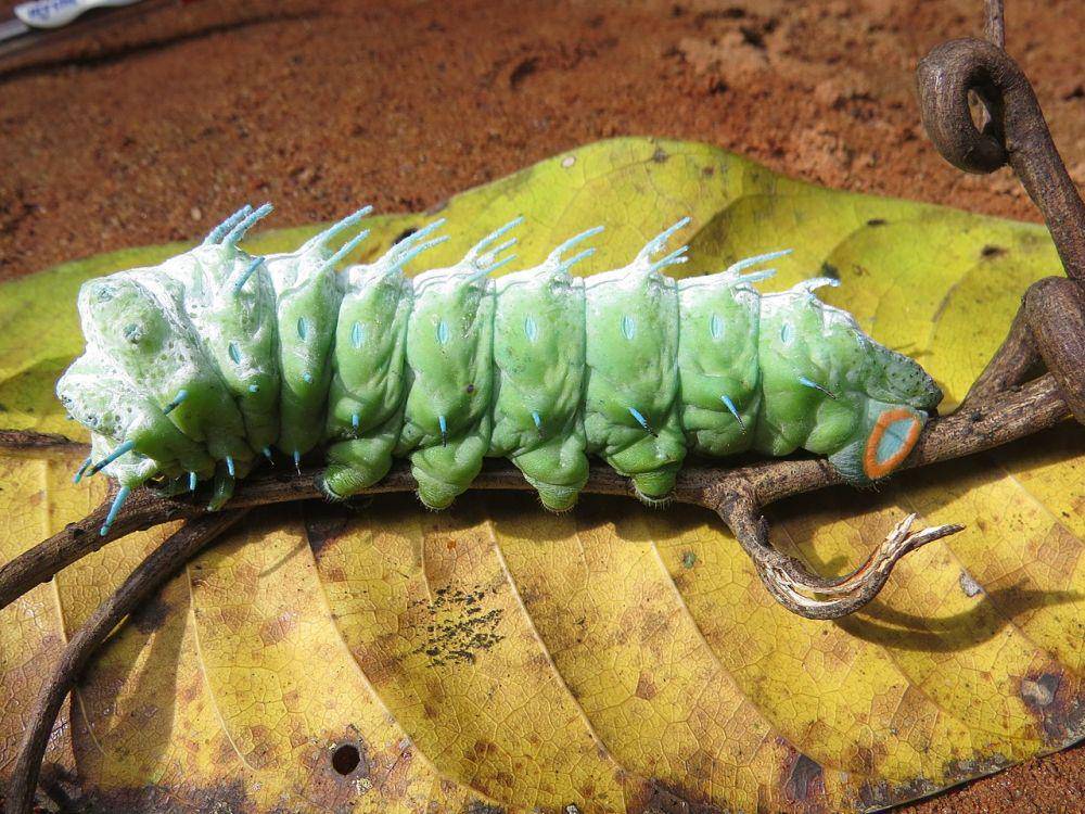 potret ulat yang akan menjadi kupu-kupu Attacus Atlas (commons.wikimedia.org/Vinayaraj)