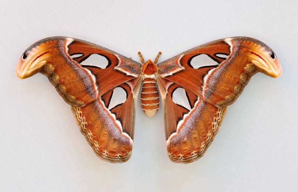 kupu-kupu Attacus Atlas (commons.wikimedia.org/Quartl)
